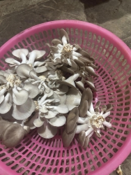 Nay đến rằm mình có nấm nhé tại Quảng Nam