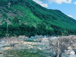 Cần bán 22ha đất trồng cây, có giấy phép trang trại tại Quảng Nam