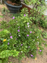 Lài nhật đổi màu thơm nứt mũi tại Quảng Nam