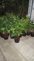 Ổi Lê Ổi Nữ Hoàng tại Quảng Nam