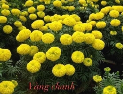 Cây giống hoa vạn thọ màu đỏ gạch, cam, vàng chanh tại Quảng Nam