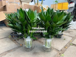 Thần Tà.i búp sen về đẹp ko tì vếtChỉ 55k / bụi 3 thân xanh đẹpY HÌNHThêm lọ giá 90k / combo tại Quảng Nam