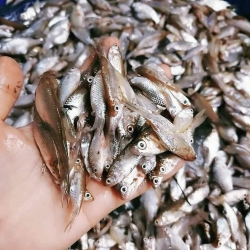 Cá Cấn Vô Tươi, Kho Nghệ Quá Ngon tại Quảng Nam