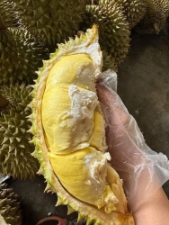 Mai được 6 trái sầu riêng chín rụng, để rẻ cho khách dễ ăn 75k 1 kí tại Quảng Nam