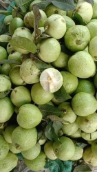 n hàng đồ ăn Nghệ An tại Quảng Nam