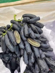 Nho đen chín mọng siêu ngon tại Quảng Nam