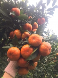 Miết Bữa Chờ Mới Có Lại tại Quảng Nam