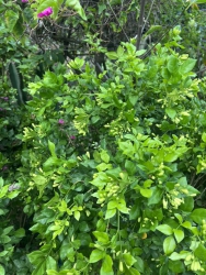 Vườn cây cảnh 79 Garden tại Quảng Nam