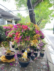 Hoa giấy về nhập vườn sáng nay tại Quảng Nam