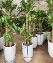 Cây Mộc Lan 5 Thân Phong Thuỷ tại Quảng Nam