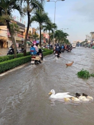 Ai Nói Thành Phố Không Biết Nuôi Vịt tại Quảng Nam