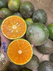 Síp combo 5 kí 10 kí miễn síp tại Quảng Nam