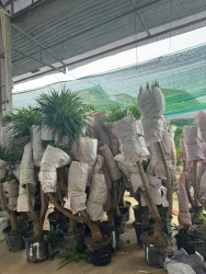  tại Quảng Nam