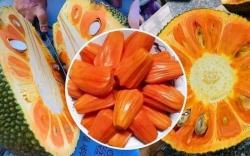 Choai Rút Ngắn Thời Gian Trồng Nhanh Cho Thu Hoạch Quả, Năng Suất Cao tại Quảng Nam