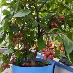 Vườn mới về lô mận lớn rồi nha môn tại Quảng Nam