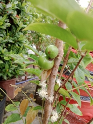Vật phẩm đẳng cấp với thân gỗ tứ quý tại Quảng Nam