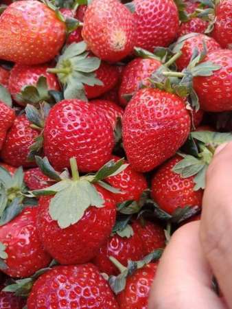 Đầu năm dâu tây màu đỏ cho cả năm may mắn ạ.bao sạch. Bao ngọt. Bao đỏ tại Quảng Nam