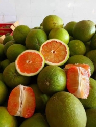 Ngày cúng vườn gởi lô bưởi da xanh ruột đỏ bến tre ngọt lịm như chè tại Quảng Nam