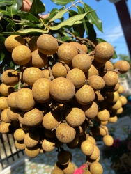 Chu cha nhãn đề hến tươi rồi đẹp Xỉu ạ mấy chế ơi Mua đề thờ cúng chi cũng được nha, tươi rồi ngọt tại Quảng Nam