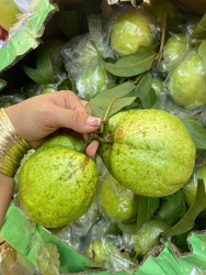 Ổi ni mà ko ăn thì ăn ổi mô, ổi lục ngạn Bắc giang siêu ngon, Giòn ngọt ko đối thủ lun, Síp combo 3 tại Quảng Nam