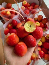 Táo Cherry - Thơm ngon giòn ngọt tại Quảng Nam