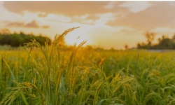 Đất Anh Đức 5x20 cách trục chính vài bước chân ra BV Vĩnh Đức, siêu thị Go gần giá chỉ 6xx tại Quảng Nam