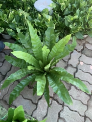  tại Quảng Nam