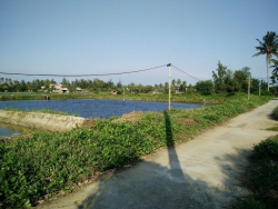 Trà Quế lô góc 2 mặt tiền tại Quảng Nam