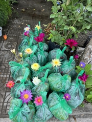 VƯỜN CÂY CẢNH 79 GARDEN tại Quảng Nam