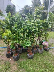 Bưởi da xanh cây đẹp size lớn cao 1m3-1m5 tại Quảng Nam