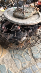 Gà giống hay gà thịt em bán đồng giá ạ tại Quảng Nam