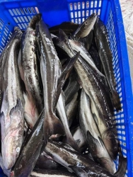 GHE BÁO MAL VÔ ĐƯỢC ÍT CÁ BỚP SIZE NHỎ EM BÁN NHANH Ạ tại Quảng Nam