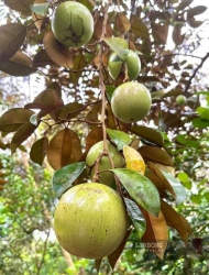 Vú sữa lò rèn đang có hoa tại Quảng Nam