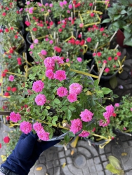 Hoa hoè dòng khoẻ, dễ chăm tại Quảng Nam