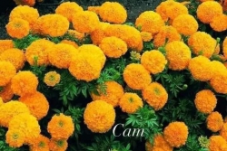 cây vạn thọ truyền thống đã cắt ngọn tại Quảng Nam