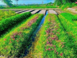 Chỉ cần 42 triệu/ sổ hồng trao tay tại Quảng Nam