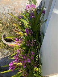 Về 03 lô liền kề tại Điện Hoà - bê tông ô tô đến đất, khu dân cư tại Quảng Nam