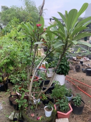 Bán cây sứ ta to hoa quanh năm tại Quảng Nam