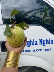 Chuyến ni trúng lô ổi ngọt như mật ni khách để dành ăn cuối tuần nha tại Quảng Nam