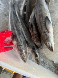 Cá Ghe và Cá Bớp tươi ngon tại Quảng Nam