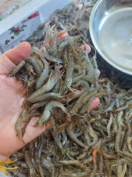 Tôm đất sáng nay vô nhiều giá hạ nhiệt tại Quảng Nam