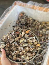 Ốc nhảy sống TO tại Quảng Nam