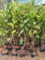 Mận Xanh Tam Hoa tại Quảng Nam