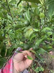 Cây cam và quýt đường trái cây lớn tại Quảng Nam