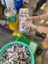 Ruộc Ốc Giấy sáng đã chưa tại Quảng Nam