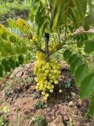 Cây giống chùm ruột về size lớn cao 1m5 tại Quảng Nam