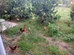 Bán Nhà Bồ Bản 150m2 ngang 6m tại Quảng Nam