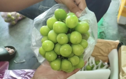 KÈO HOT - KÈO HOT maii em cập bến NHO SỮA cực kì thơm ngon tại Quảng Nam