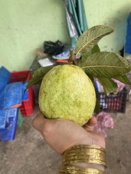 Chấn động lô ổi ngọt như mật, trúng i cuối tuần khách mua dề để dành ăn nha tại Quảng Nam