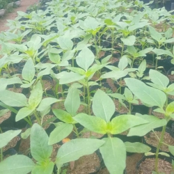 Cây Giống Hoa Hướng Dương Tháp tại Quảng Nam